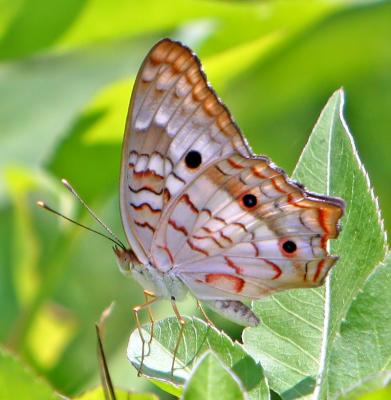 White-Peacock,different view showing the whitish,orange, and orange-brown colors.