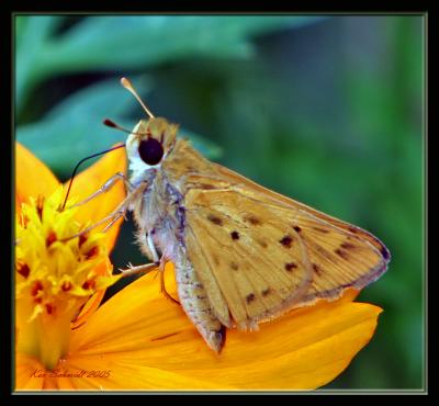 Fiery Skipper,male