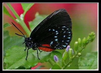 Atala,This Florida butterflyshows iridescent blue-green spots.