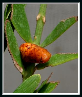 Atala Pupa,this is also called a chrysalis and the last stage before becoming a butterfly