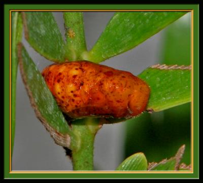 Atala Pupa