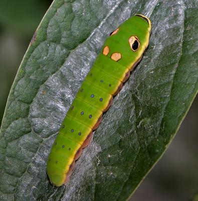 Spicebush larva.