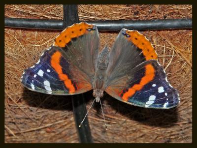 Red Admiral