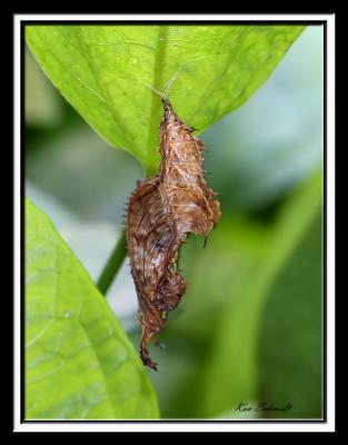 Zebra Pupa, a different view