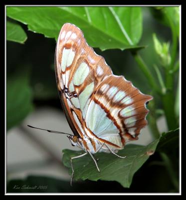 Malachite