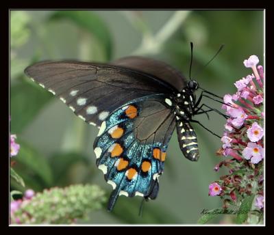 Pipevine Swallowtail,notice the bright orange spots on iridescent blue background
