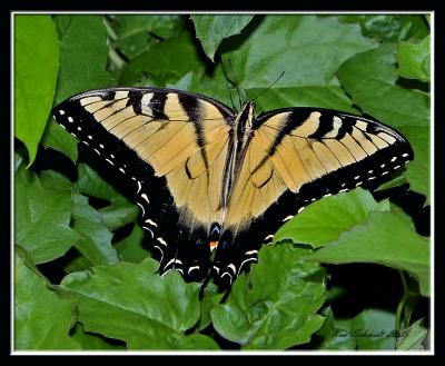 Eastern Tiger Swallowtail