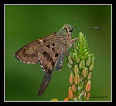 Long-tailed Skipper