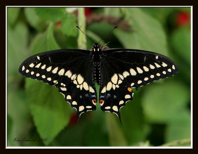 Black Swallowtail,male