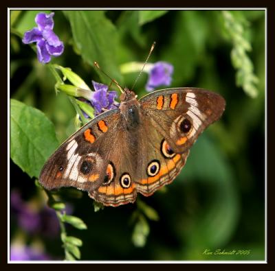 Common Buckeye