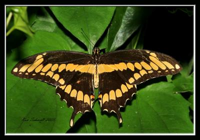 Giant Swallowtail