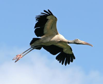 Wood Stork