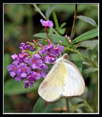 Great Southern White