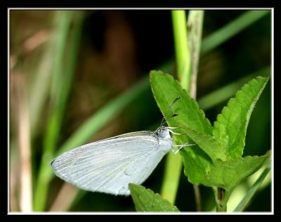 Cabbage White