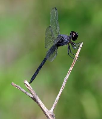 black dragon-fly