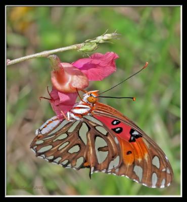 Gulf Fritillary