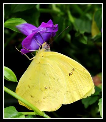 Orange-barred Sulphur