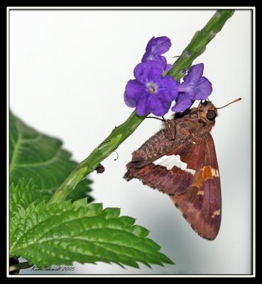 Silver-Spotted Skipper