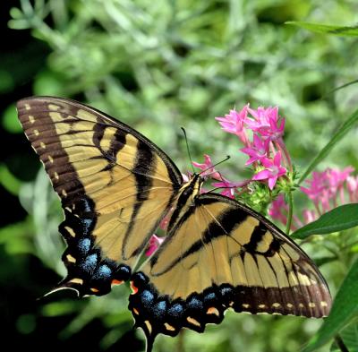 Eastern Tiger Swallowtail female