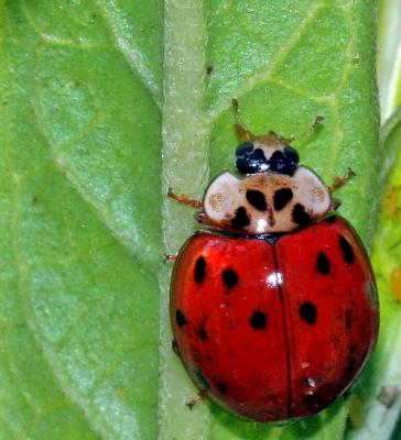 lady bug top view