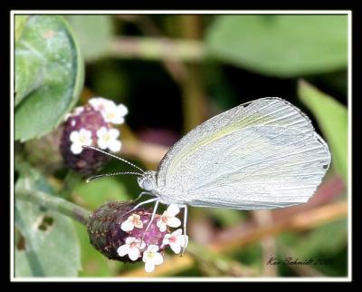 Barred Yellow Sulphur, this Sulphur is about the size of a nickle,very small