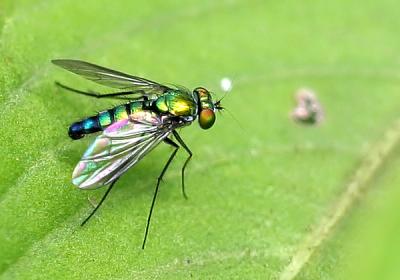 colorful fly