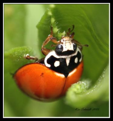 Lady Bug