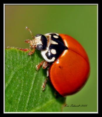 Lady Bug,eating