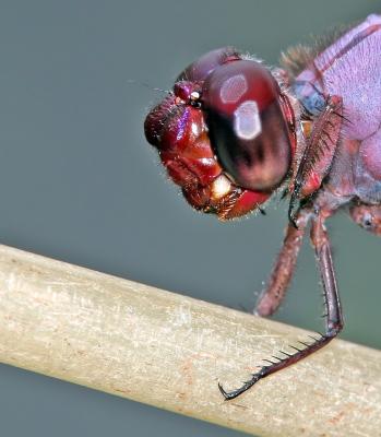 Dragon fly on fishing pole