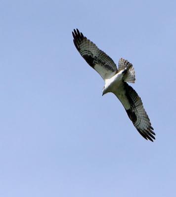 Osprey