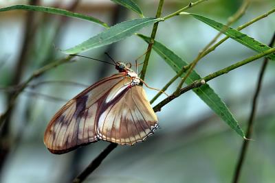 Julia, female