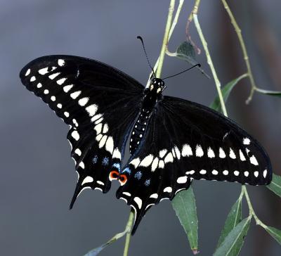 Black Swallowtail_2660.jpg