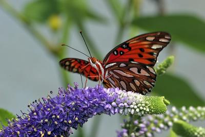 Gulf Frit2609.jpg