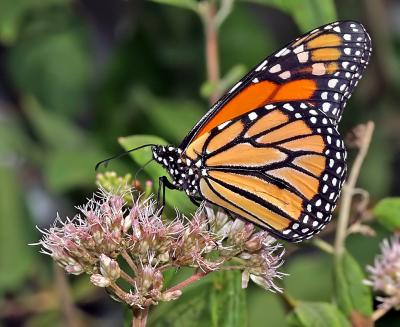 Monarch ,cropped to 1020/833