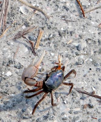 Fiddler Crab