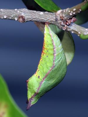 Spicebush Swallowtail chrysalise