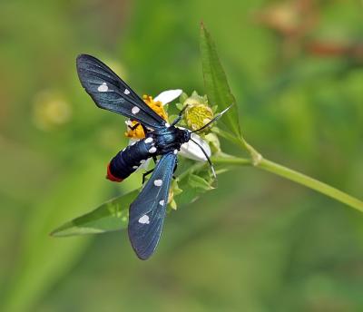 Oleander Moth