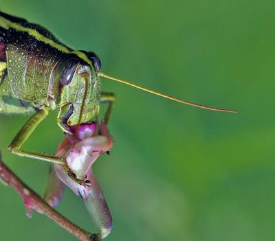 grasshopper.close-up