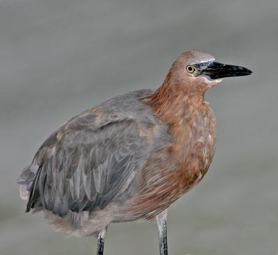 Reddish Egret