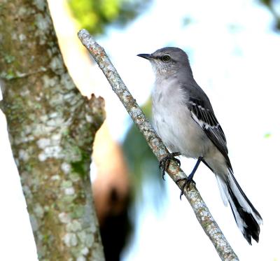 Mockingbird, Florida state bird