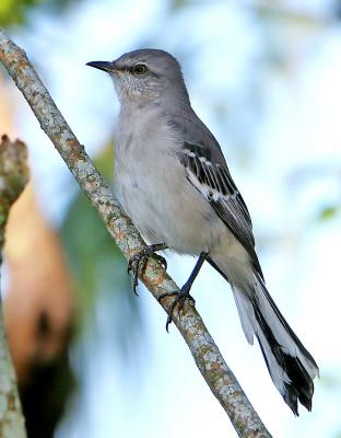 Mockingbird, Florida state bird