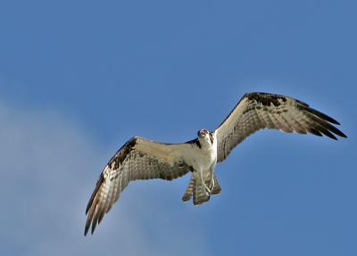Osprey,10-6-2005