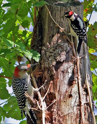 Male Downy and Red-bellied Woodpeckers