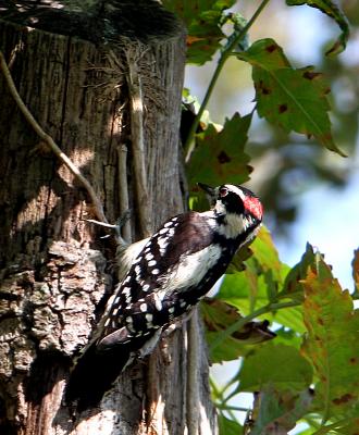   Woodpecker. Downy.male