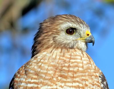 Red-shouldered Hawk,head shot,100% crop