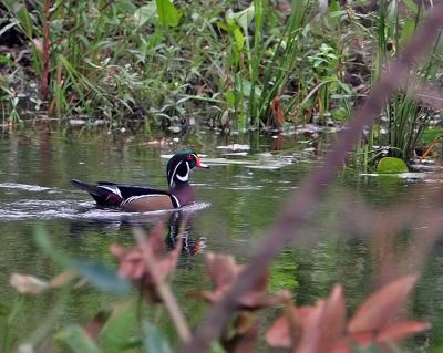 Wood duck,male