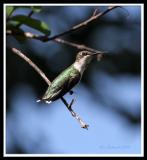 Hummingbird, Ruby-throated