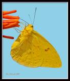 Orange-barred Sulphur