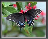  Black Swallowtail,female