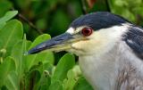 Black-crowned Night Heron in the rain.